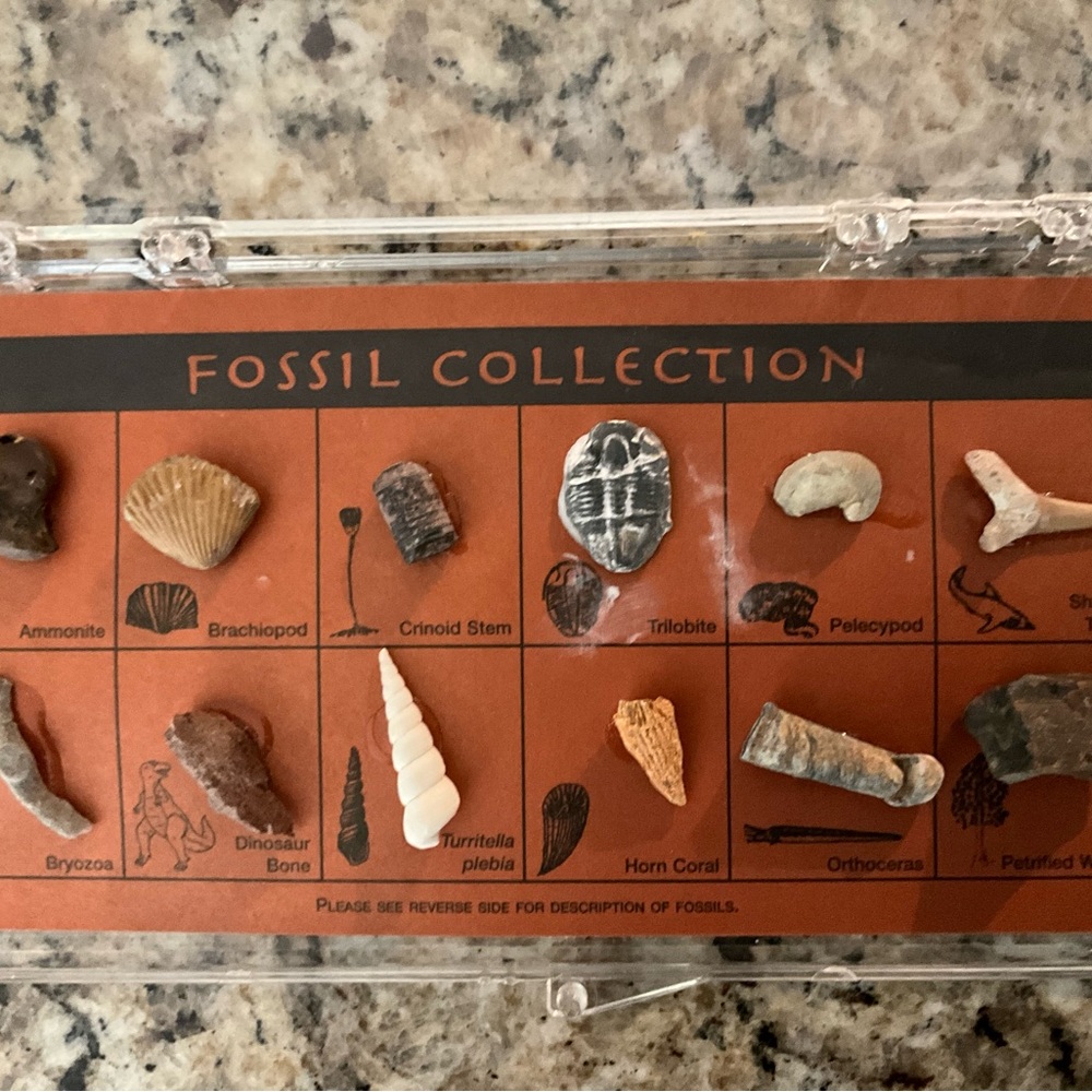 Vintage Fossil Collection Record Science Biology Evolution Stem Kit Each